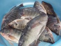 Quality Tilapia from Brazil