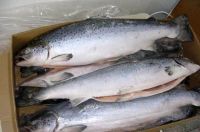 FROZEN SALMON, ATLANTIC (Salmo salar) SEA FOOD ...