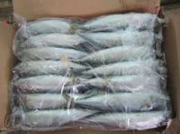 Healthy Sea Food Dried Whole Round Frozen Pacific Mackerel Fish