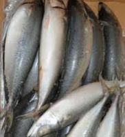 high quality frozen spanish mackerel in fish fresh seafood with best exporter