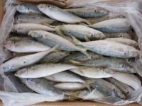 delicious horse mackerel frozen fresh seafood