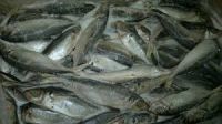 High quality seafood mackerel