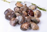 Good quality seafood shellfish best clam with whole shell
