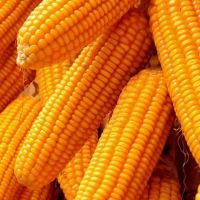 Good Quality Yellow Corn For Feeds