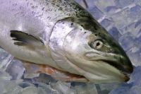 Sell ATLANTIC SALMON H-ON GUTTED (SALMO SALAR)