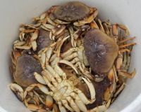 Sell Live Dungeness Crab (Cancer Magister)
