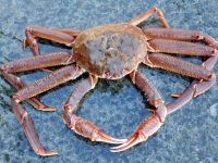 Sell Live Snow Crab (Chionoecetes opilio)
