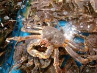 Sell Live Red King Crab, Whole round