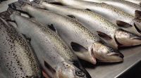 Sell Fresh Atlantic Salmon H/ON 6-7 kg +