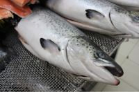 Sell Atlantic salmon (Salmo Salar)