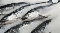 Sell Frozen Atlantic salmon (Salmo Salar)