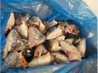 Sell Frozen Atlantic Salmon Heads V-Cuts , IQF ( 3 FCL )