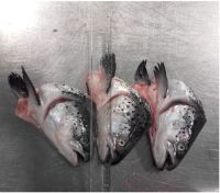 Sell Frozen Salmon Head 450 gram + V-Cut