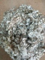 Available : Cotton Waste for Mushroom Cultivation