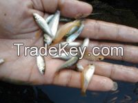 Bibit Ikan / Freshwater and Seawater Fish Fry