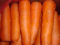 Sell chinese fresh carrot