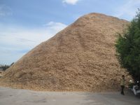 Acacia wood chips