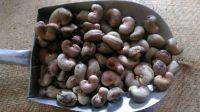 Offer raw cashew nut with shell from Tanzania