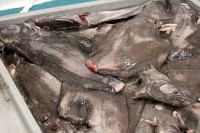 Live Turbot Fish Wholesale (China Origin)