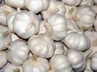garlic price