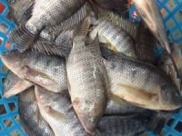 High Quality Seafood Product Red and Black Frozen Tilapia