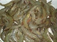 Hot Sale Raw Vannamei Shrimp With Head-On Shell-On