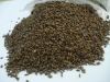 cassia tora seeds