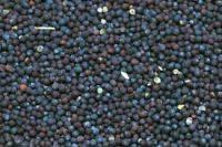 Black Mustard Seeds