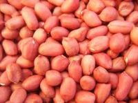 Peanut price of red skin peanut kernel with peanuts 1kg price