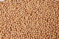 Kabuli Chickpeas, Garbanzo Bean, Pois Chiche, Chick Peas, Ceci Crop 2015