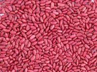 Light Red Kidney Beans