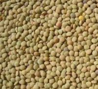 2015 Crop Chinese Green Lentils