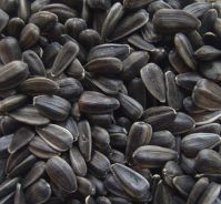 black Sunflower Seeds