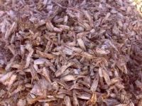 Dried Shrimp Shell head/without head-animal feed/chitin