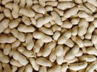 Fresh Crop Washed Peanut in Shell