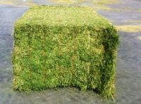 High Protein Alfalfa Hay