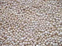 Sell sorghum (jawar) - Food Grains