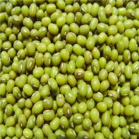 High Quality green mung bean for food