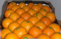Fresh Valencia Oranges From South Africa