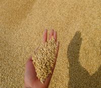 Barley Malt grain