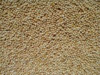Top Quality Millet Grain