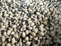 Organic Black Eyed Beans