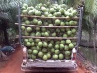 Fresh Organic Young Green Coconut