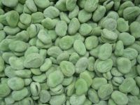 A grade frozen green broad beans