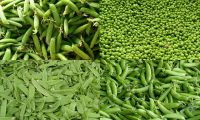 Frozen Green Peas For Sale