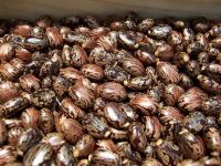 Castor Oil Seeds