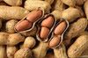 Raw Peanuts in Shell/Groundnuts in Shell for sell