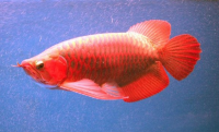 Arowana fish available in stock