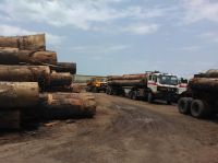 Tali Logs and Lumbers