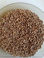 Coriander seeds